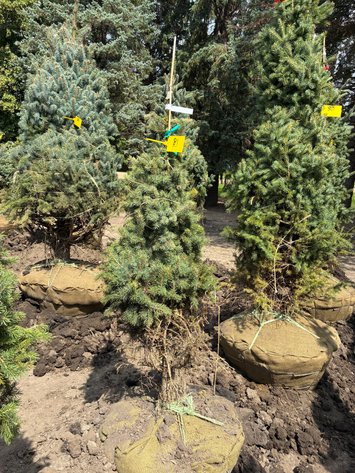 Image for 4' Black Hills Spruce