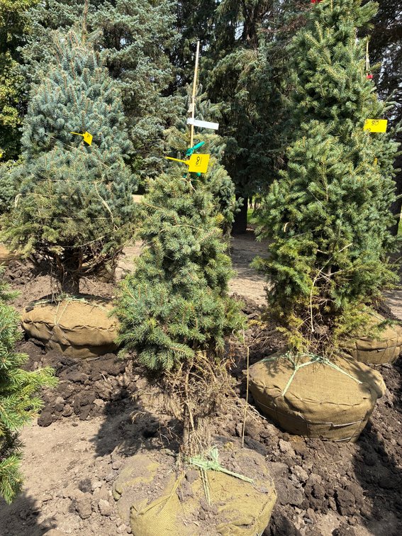 4' Black Hills Spruce
