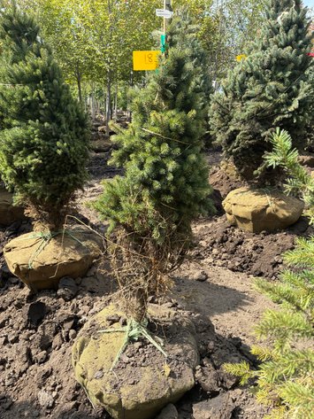 Image for 4' Black Hills Spruce