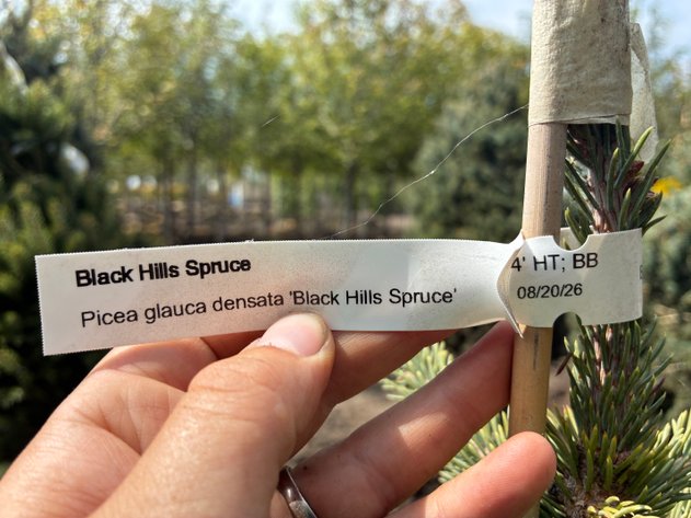Image for 4' Black Hills Spruce