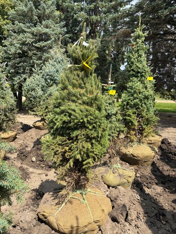 Image for 4' Black Hills Spruce