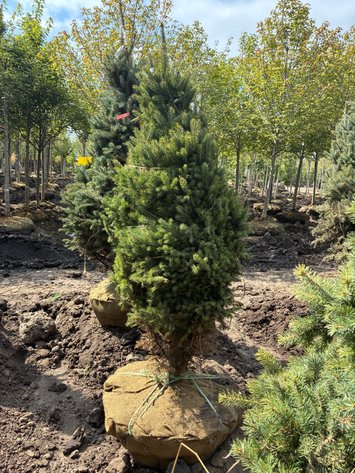 Image for 4' Black Hills Spruce