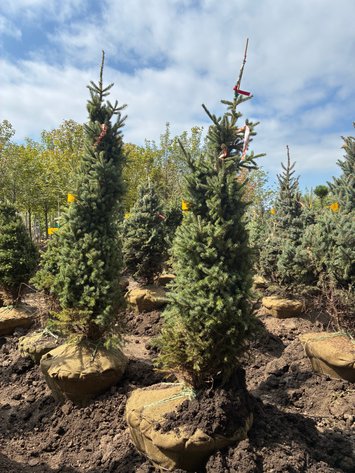 Image for 6' Black Hills Spruce