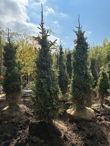 Image for 6' Black Hills Spruce