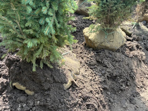 Image for 6' Black Hills Spruce