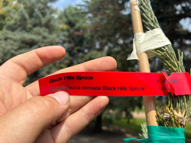 Image for 6' Black Hills Spruce