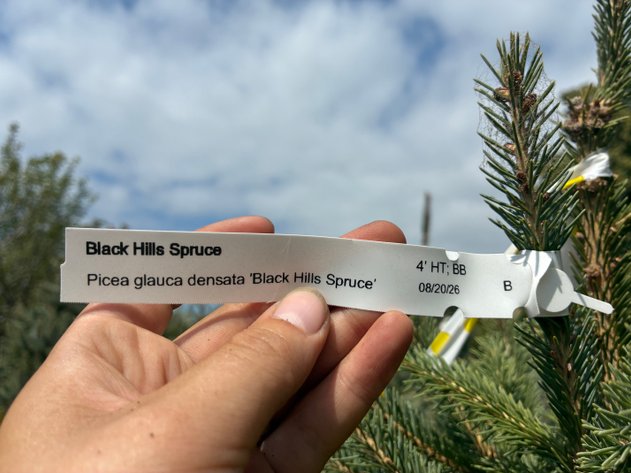 Image for 4' Black Hills Spruce