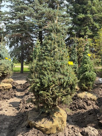 Image for 7' Meyer Spruce