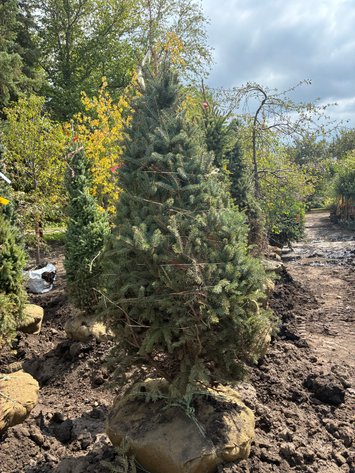 Image for 7' Meyer Spruce