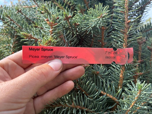 Image for 7' Meyer Spruce
