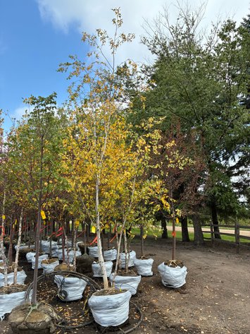Image for 14' Whitespire Birch Clump