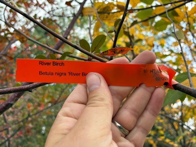 Image for 10' River Birch Clump