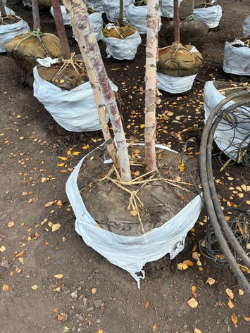 Image for 10' River Birch Clump