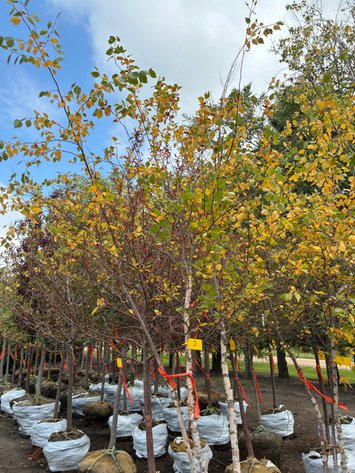 Image for 10' River Birch Clump