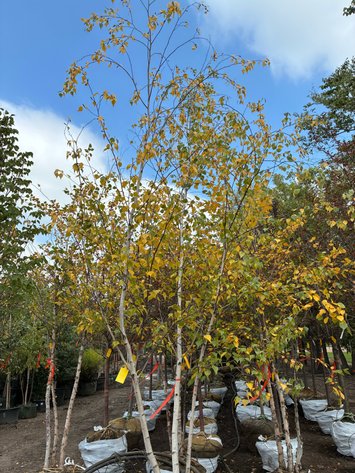 Image for 14' Whitespire Birch Clump