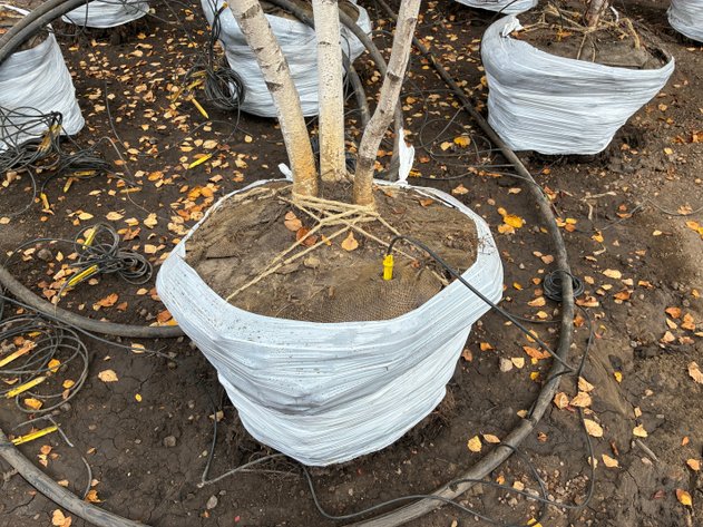 Image for 14' Whitespire Birch Clump