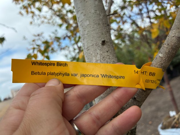 Image for 14' Whitespire Birch Clump