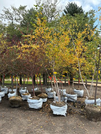 Image for 10' River Birch Clump