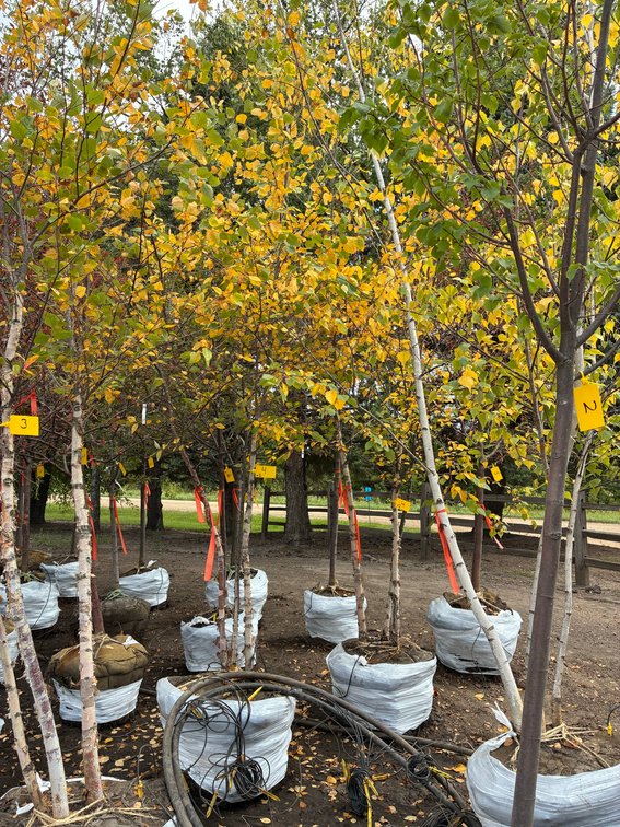 Image for Unpublished Workspace - Wilsons Fall
