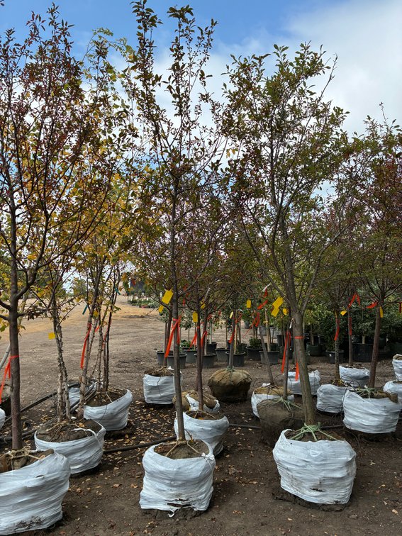1.5" Prairiefire Crabapple