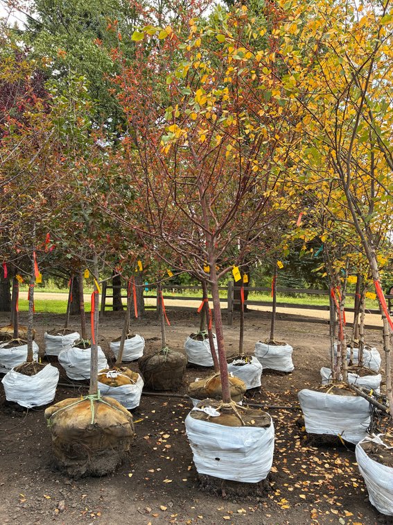 2" Royal Raindrops Crabapple