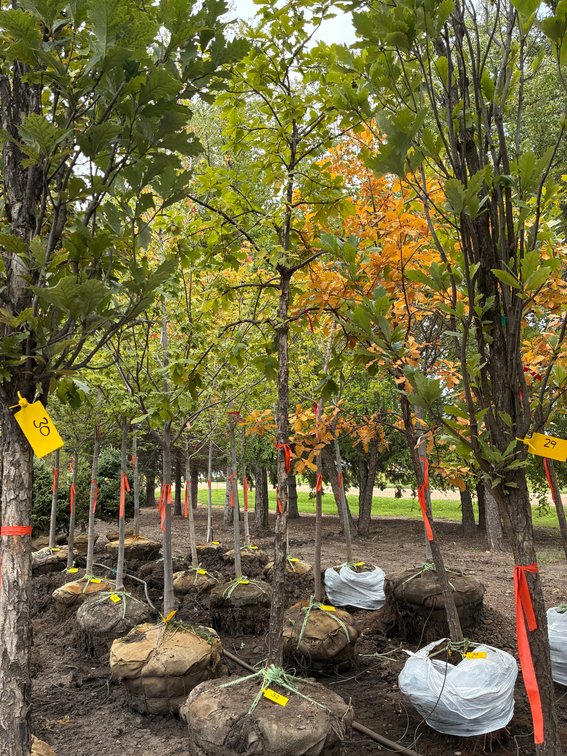 2" Swamp White Oak