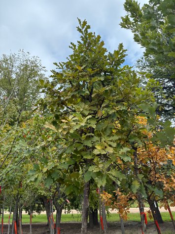 Image for Lot 31