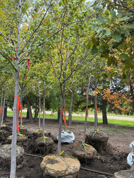 2.5" Autumn Spire Maple