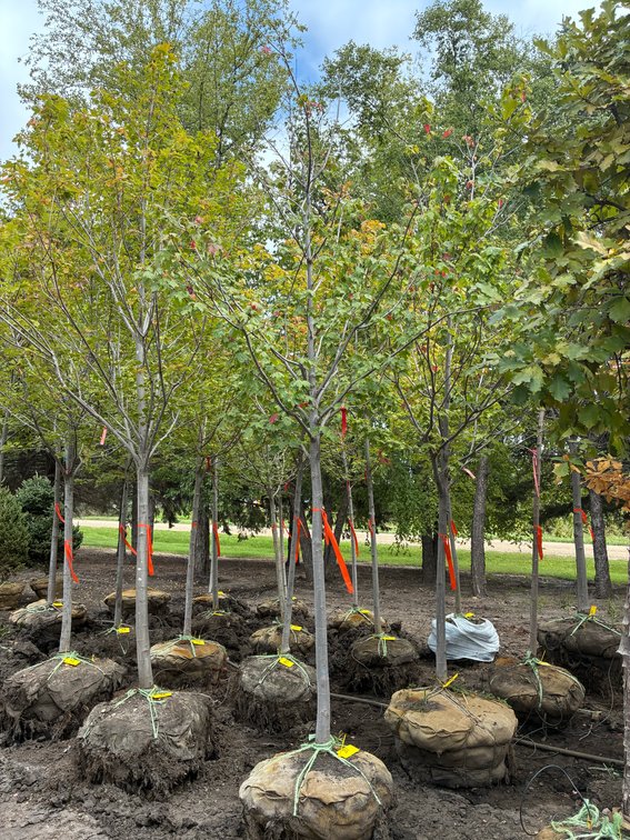 2" Autumn Spire Maple