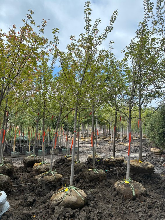 2" Autumn Blaze Maple