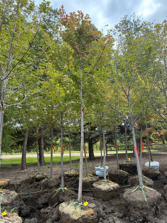 2" Autumn Blaze Maple