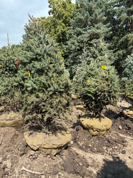 6' Meyer Spruce