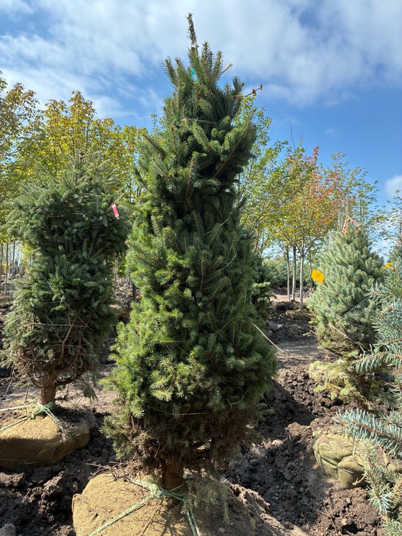 6' Black Hills Spruce