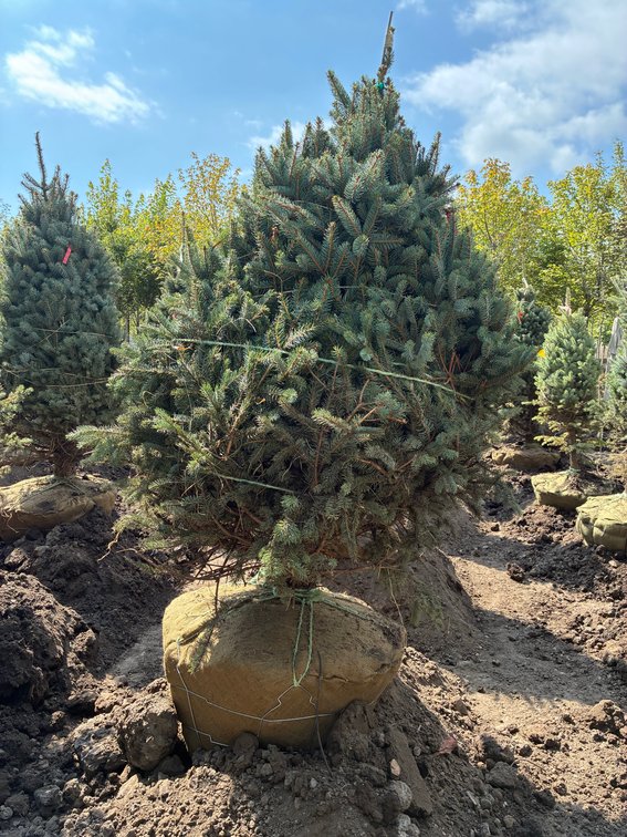 6' Meyer Spruce
