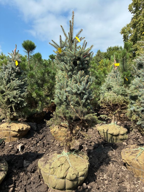 5' Colorado Blue Spruce