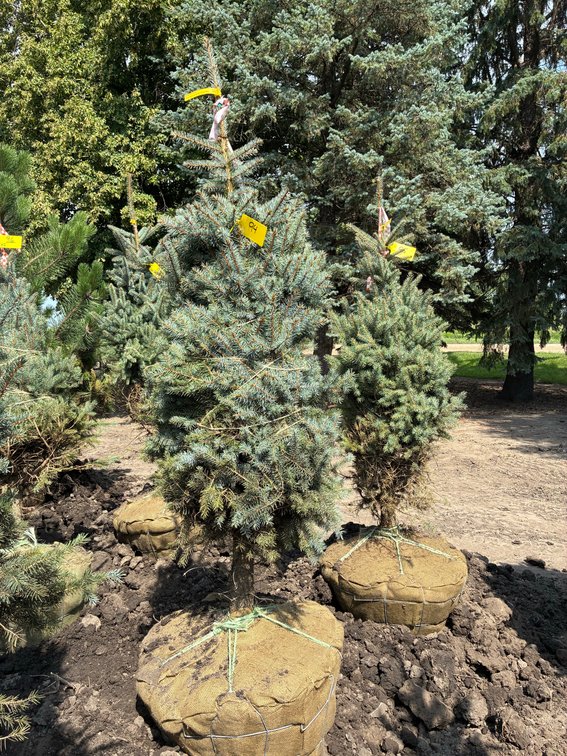 5' Colorado Blue Spruce