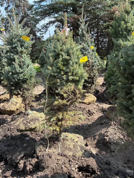 4' Colorado Blue Spruce
