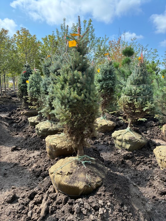 5' Colorado Blue Spruce