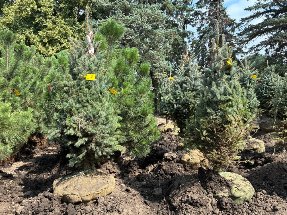 5' Colorado Blue Spruce
