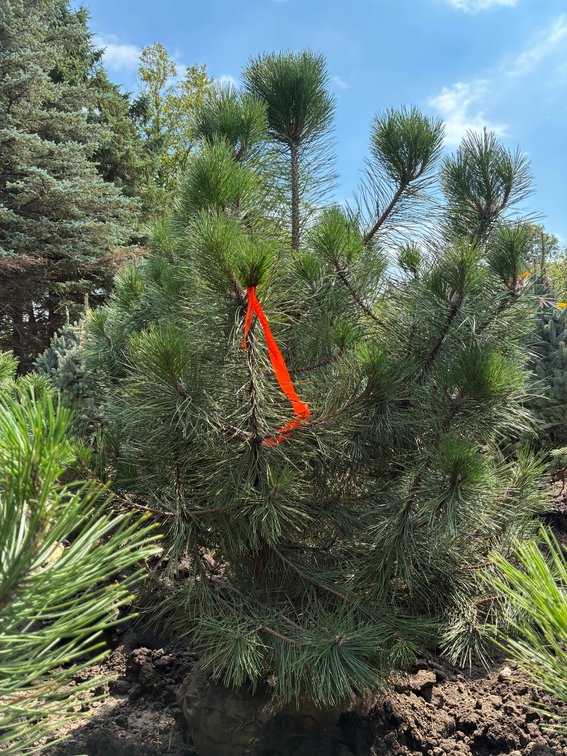 6' Austrian Pine