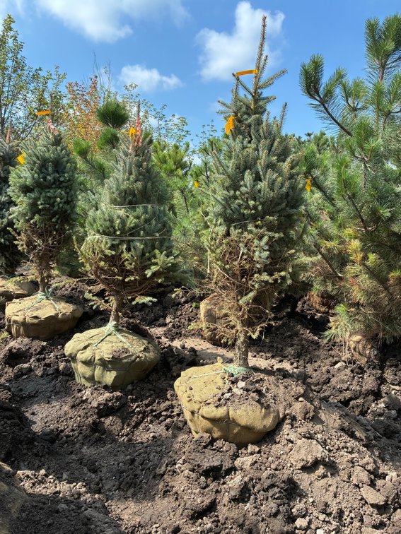 5' Colorado Blue Spruce