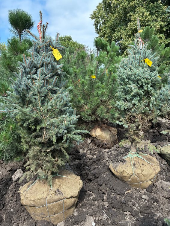 5' Colorado Blue Spruce