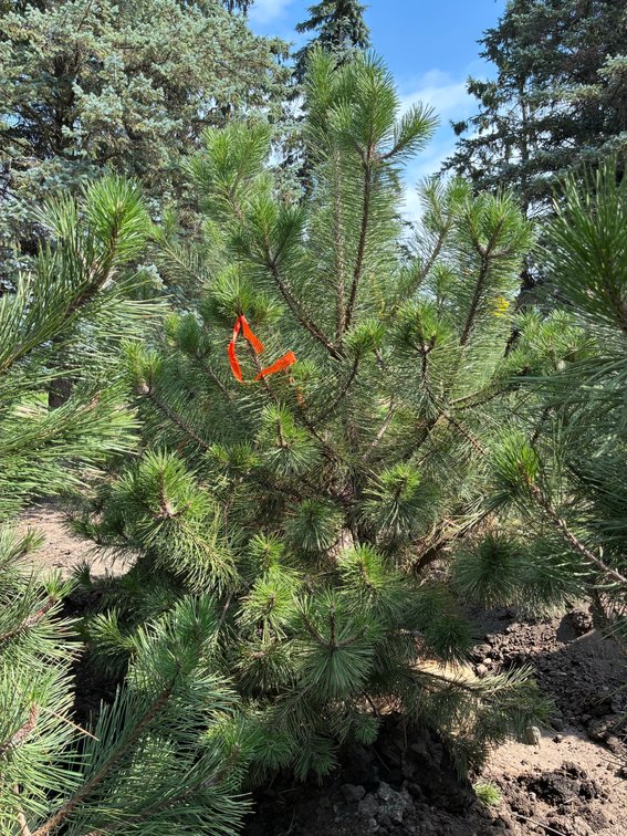 6' Pine Austrian