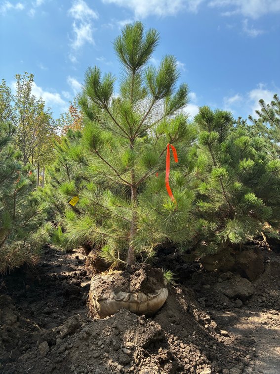 6' Pine Red
