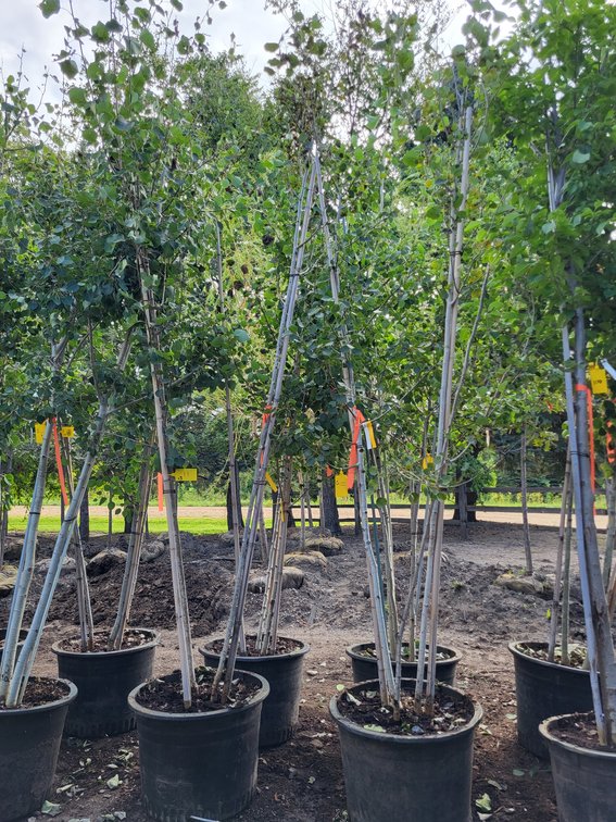 Quaking Aspen Clump #25