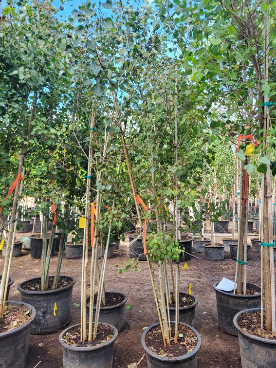 Quaking Aspen Clump #10
