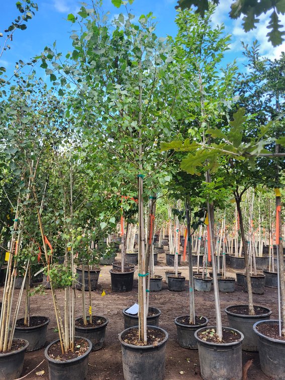 Siouxland Poplar #20
