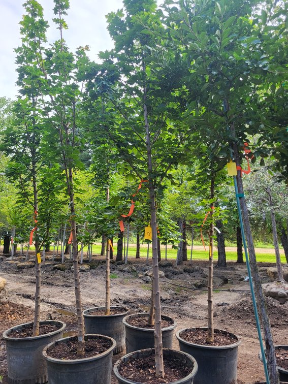 Columnar Norway Maple #25
