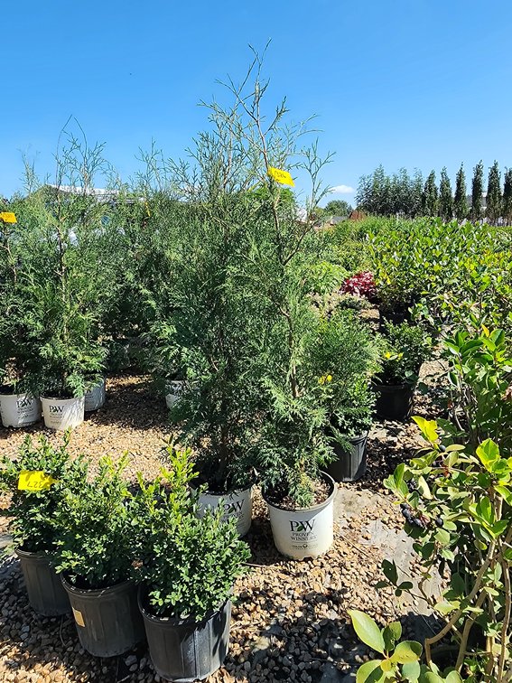 Full Speed A-Hedge American Pillar Arborvitae PW#3