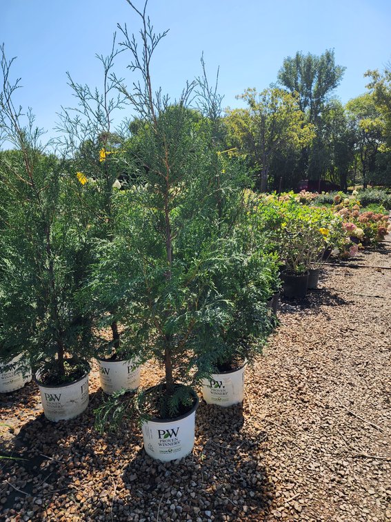 Full Speed A-Hedge American Pillar Arborvitae PW#3